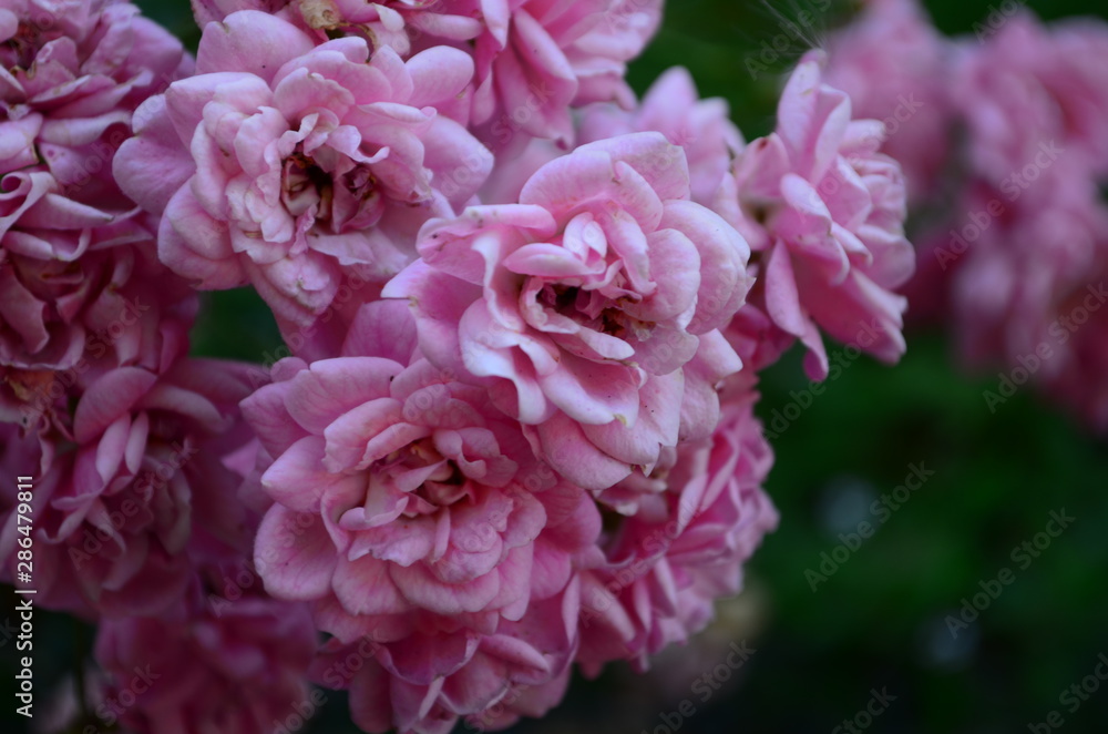 Beautiful fresh rose in the garden at morning