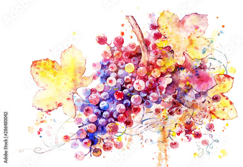 Beautiful bunch of grapes, watercolor illustration. Vine on white background. Element for design and printing. Multi-colored grapes.