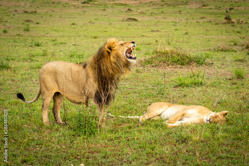 Male lion bares teeth standing over lioness