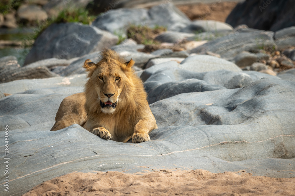 Male lion lies on rocks facing camera Male lion lies on rocks facing camera