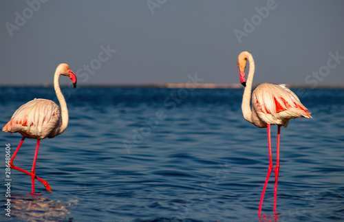 Two birds of pink african flamingo  walking around the lagoon and looking for food
