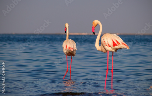 Two birds of pink african flamingo  walking around the lagoon and looking for food