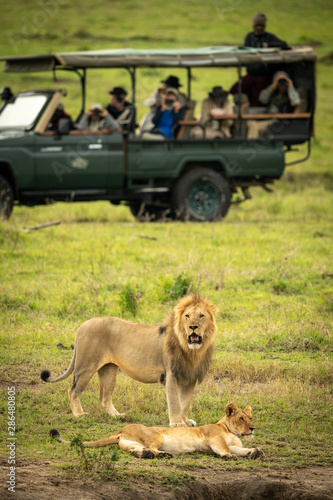 Male lion stands by lioness near truck