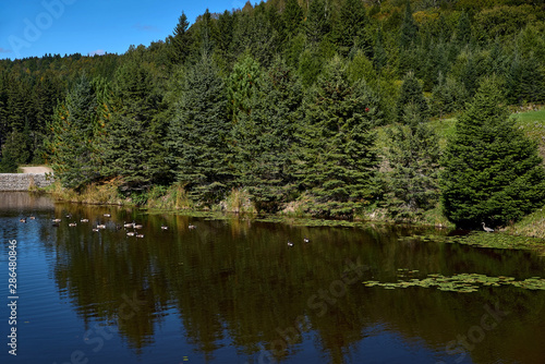 View of the pond in a nature reserve, cloudless blue sky, mirrored trees in the water, egret and ducks, in Quebec Harrington. Travel to Canada