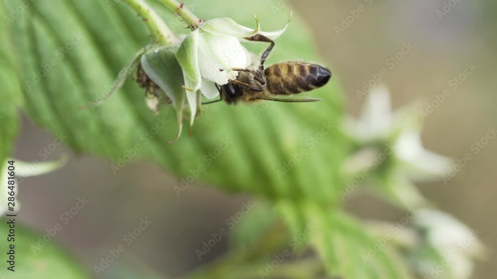 Macro Close Up Of Bee on Flower Taking Pollen on Summer Day Macro Close Up Of Bee on Flower Taking Pollen on Summer Day