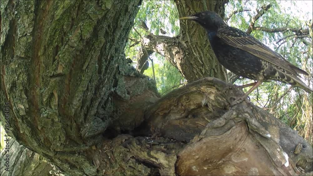 Birds in wild looking for nest(close up). Birds in wild looking for nest(close up).
