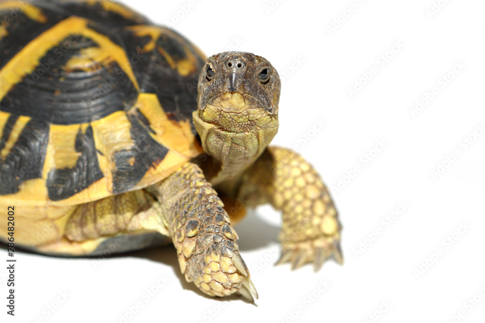 tortoise Hermann in close-up isolated on a white background tortoise Hermann in close-up isolated on a white background