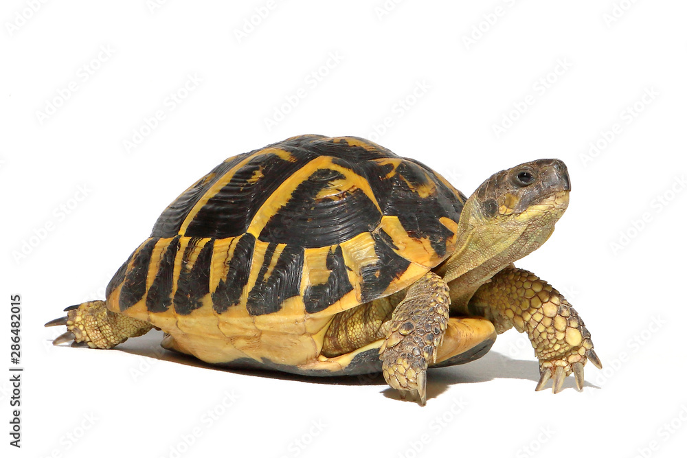 Hermann tortoise in close-up isolated on a white background Hermann tortoise in close-up isolated on a white background
