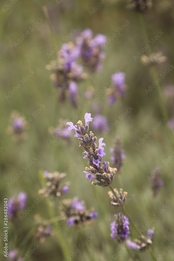 Lavender flower in nature field. Lavender flower in nature field.