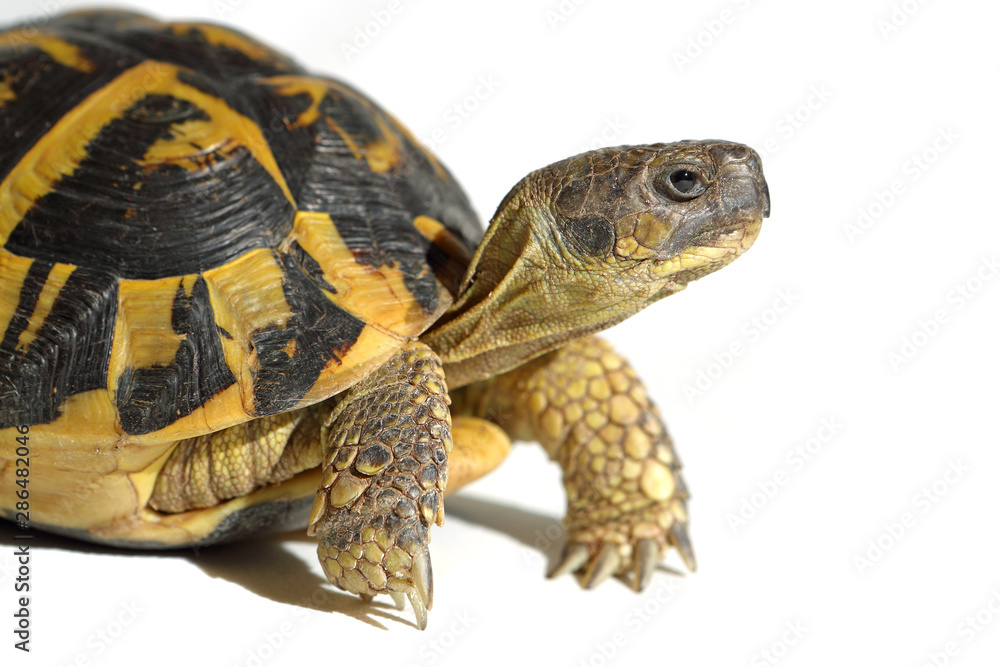 Obraz premium tortoise hermann side view, isolated on white background