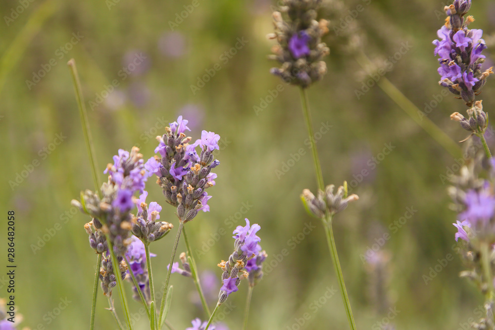 Obraz premium Lavender flower in nature field.