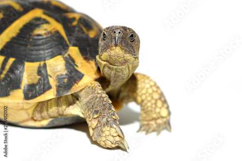tortoise Hermann in close-up isolated on a white background