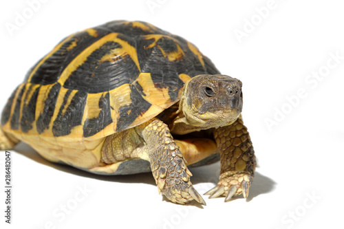 tortoise Hermann in close-up isolated on a white background