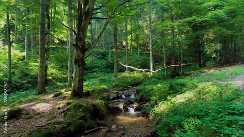 Reveal of a river behind the tree