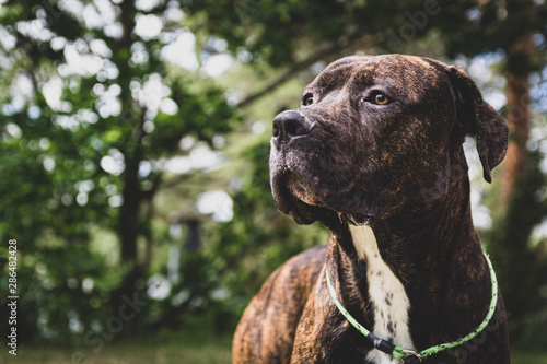 Cane Corso Portrait