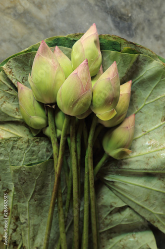 Fresh budding young pink green lotus flower with water drop in lotus leave bouquet, Buddhism offerings.