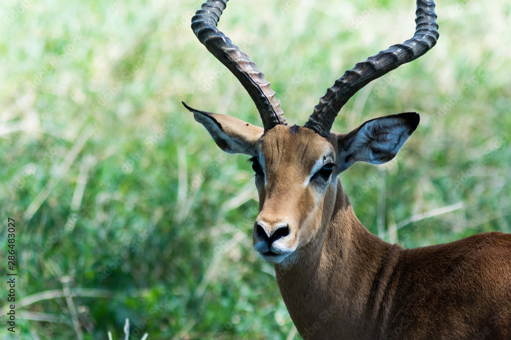 Antelope in Serengeti national park during a safari tour Antelope in Serengeti national park during a safari tour