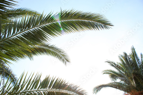 palm tree nature background blue sky © mertkantekin