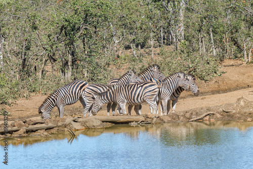 Herd of Burchells Zebras next to a dam