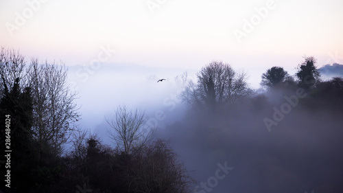 Cruising Jackdaw, a bird flies out of the mist in the morning over Somerset countryside