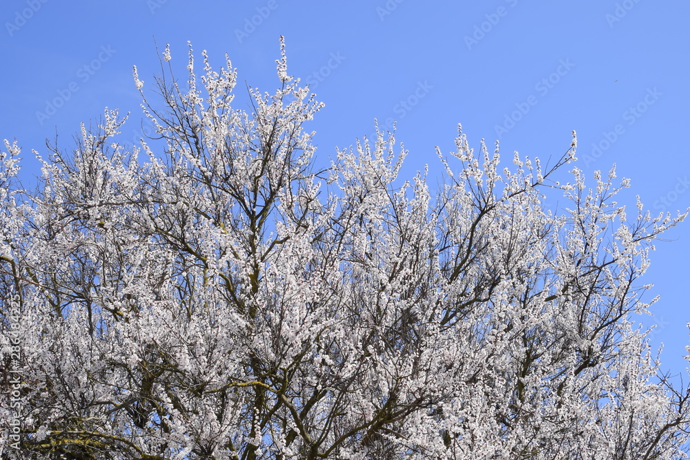 Apricot flowers on tree branches. Spring flowering garden. Apricot flowers on tree branches. Spring flowering garden.