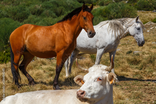 Caballos y vaca en pastos de monta  a. Parque Natural Lago de Sanabria y alrededores  Zamora  Espa  a.