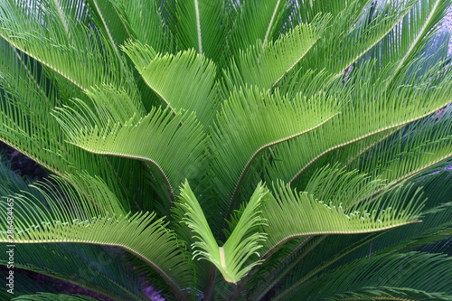 Green leaves background.Green leaves color Tropical Plant photo concept nature and plant.