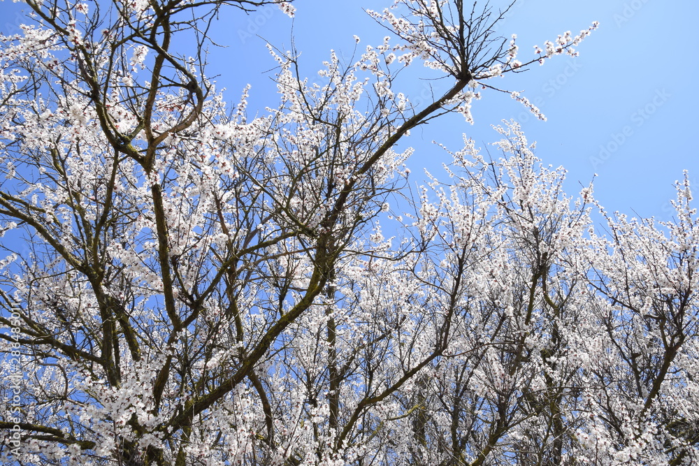 Apricot flowers on tree branches. Spring flowering garden. Apricot flowers on tree branches. Spring flowering garden.