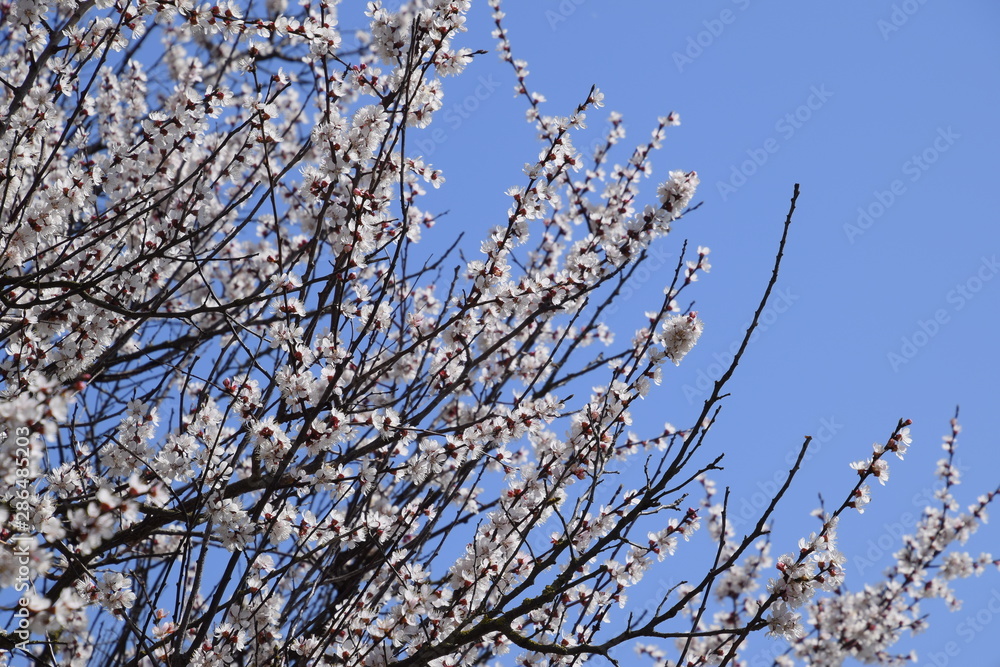 Apricot flowers on tree branches. Spring flowering garden. Apricot flowers on tree branches. Spring flowering garden.