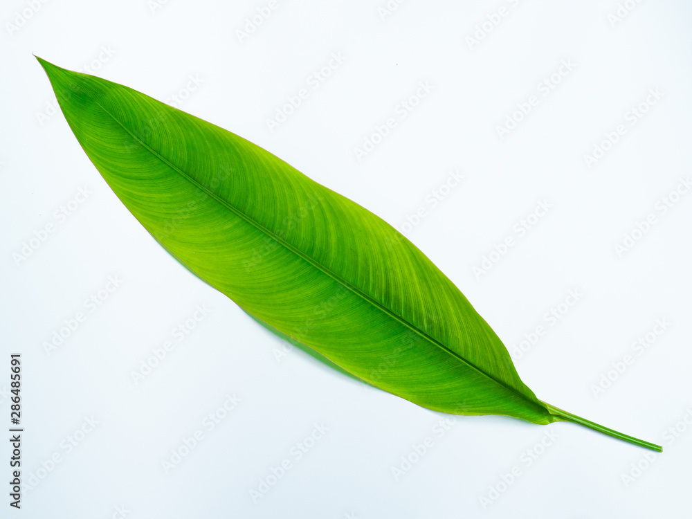 Obraz premium bird of paradise leaf
