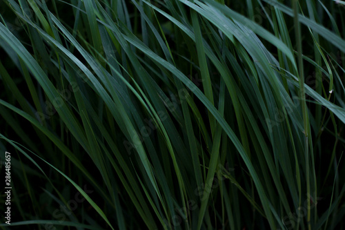Texture grass of the Elymus repens close-up. A lot of green juicy grass stalks with long leaves
