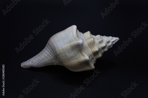 White shell of the giant sea snail from family Strombidae on black background
