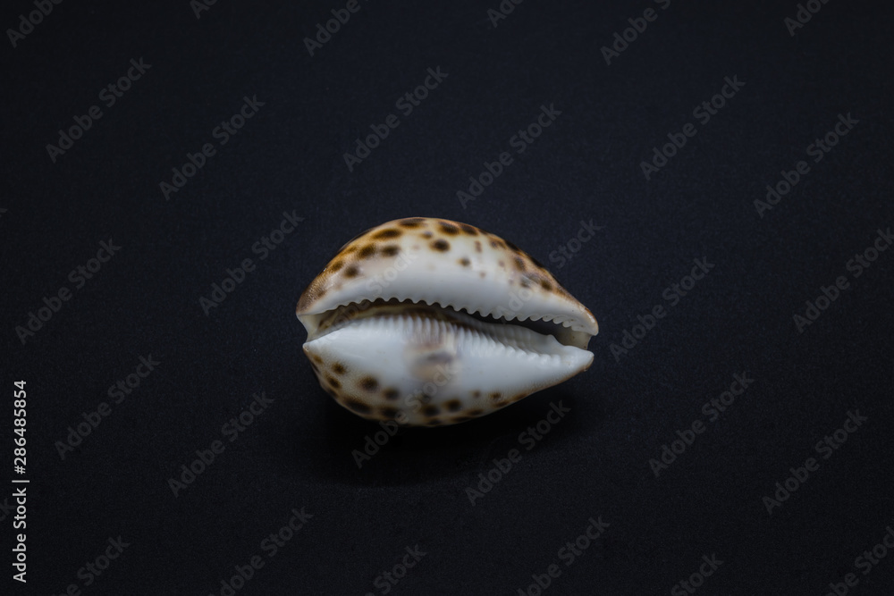 Shell of a sea cowry snail on black background Shell of a sea cowry snail on black background