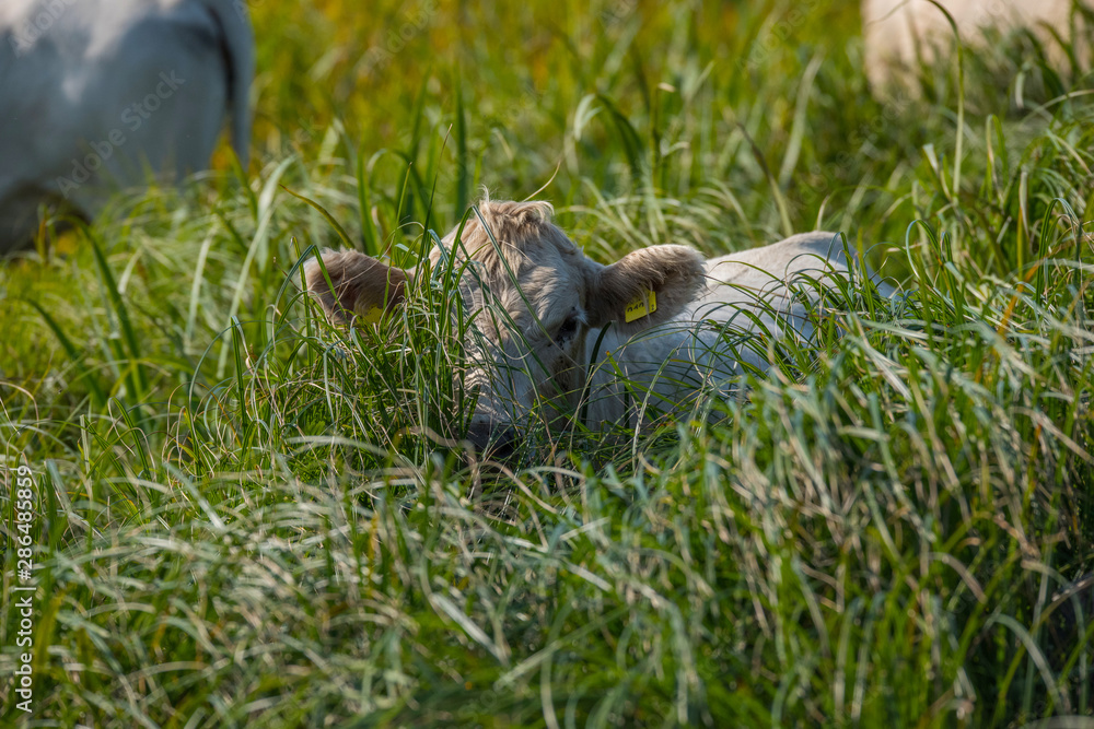 Obraz premium Cows in a field at the at bird sanctionary Hjälstaviken west of Stockholm