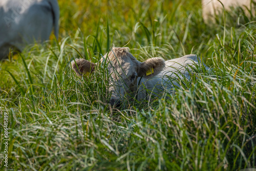 Cows in a field at the at bird sanctionary Hj  lstaviken west of Stockholm