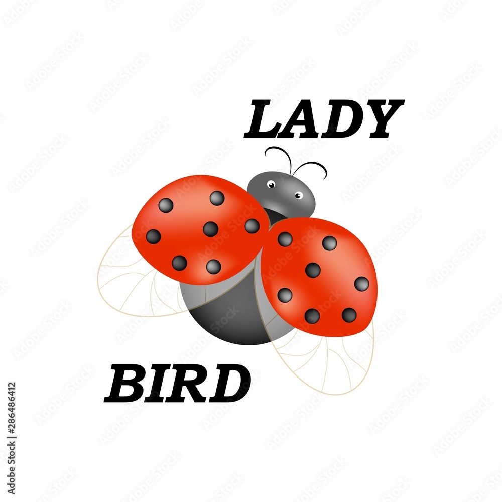 T shirt typography graphic with ladybird and lettering Lady bird. Fashion stylish print for sports wear. Template for t-shirt, apparel, card, poster, etc. Design element. Vector illustration. T shirt typography graphic with ladybird and lettering Lady bird. Fashion stylish print for sports wear. Template for t-shirt, apparel, card, poster, etc. Design element. Vector illustration.