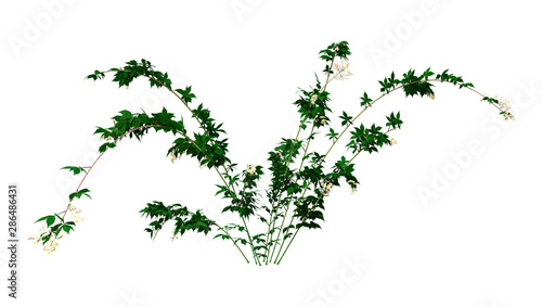 Foto 3D Rendering Bramble Plant on White