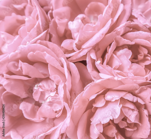Background of beautiful pink roses. Ideal for greeting cards for wedding, birthday, Valentine's Day, Mother's Day. © OLAYOLA