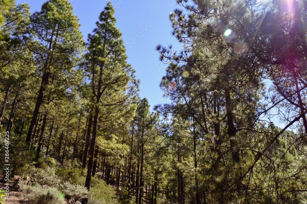 Silent forest in spring with beautiful bright sun rays Silent forest in spring with beautiful bright sun rays