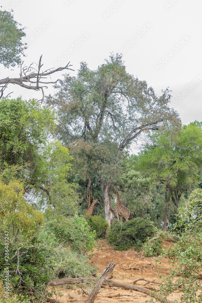 Two South African Giraffes underneath a large tree