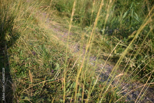 green grass in the summer Park