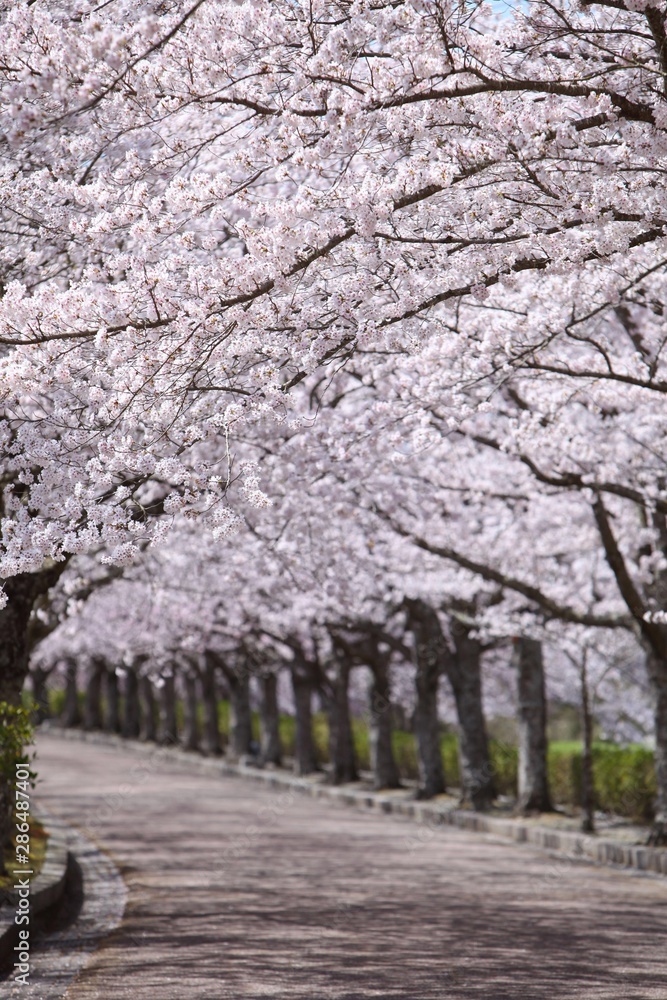 和らぎの道の桜