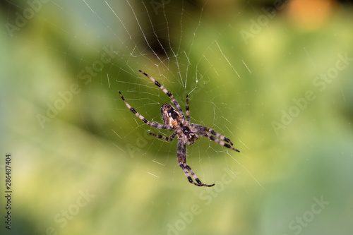 spider on a web, bottom view