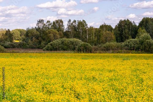 Yellow flowers on a summer meadow with a green tree forest and blue sky and some white clouds background © Ксения Рыбка