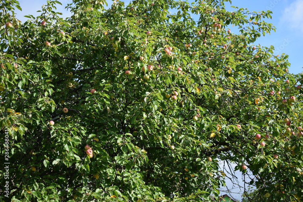 apples on tree apples on tree