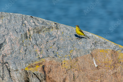 Yellow wagtail on a rock in Sweden