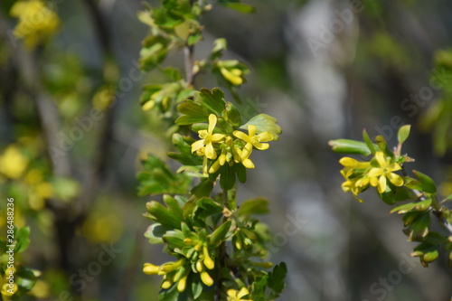 Flowering golden currants in the garden