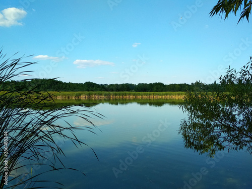 Ukrainian summer lake landscape with reeds on a background of blue sky with clouds