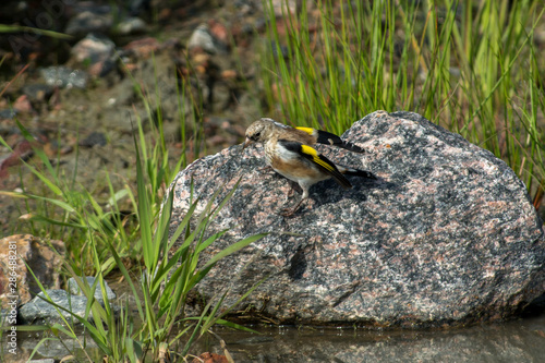 European goldfinch on a rock in Sweden