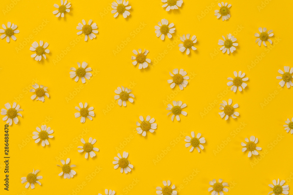 pattern of chamomile flowers on yellow background